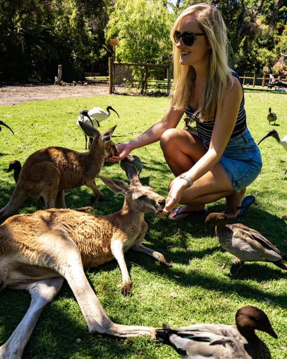 Caversham wildlife park, Perth