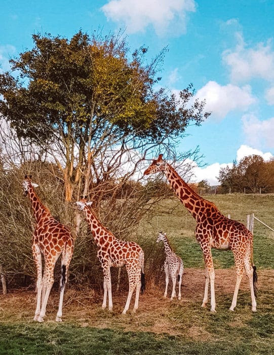 Port Lympne Safari Park