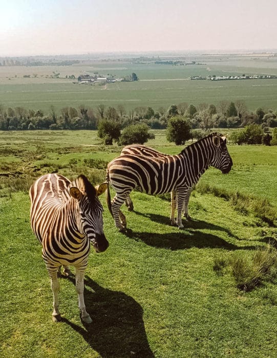 Port Lympne Safari Park