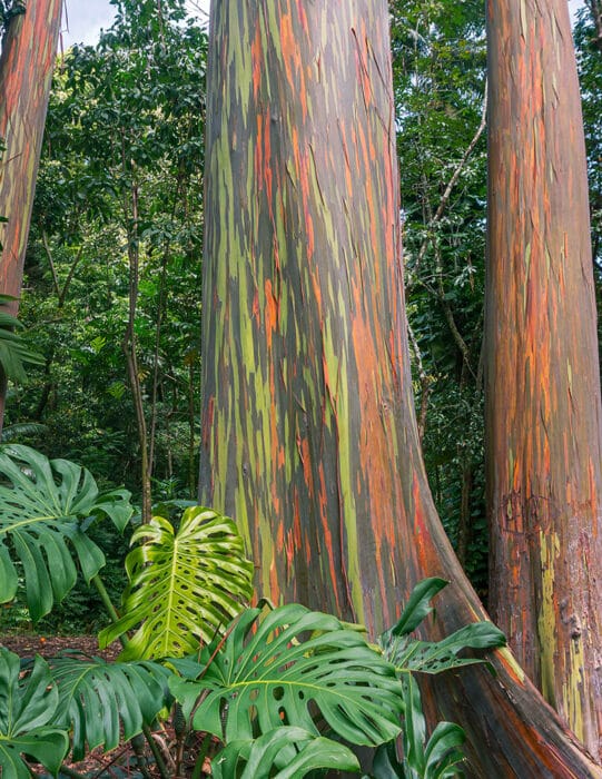 Rainbow Eucalyptus Trees - Road to Hana
