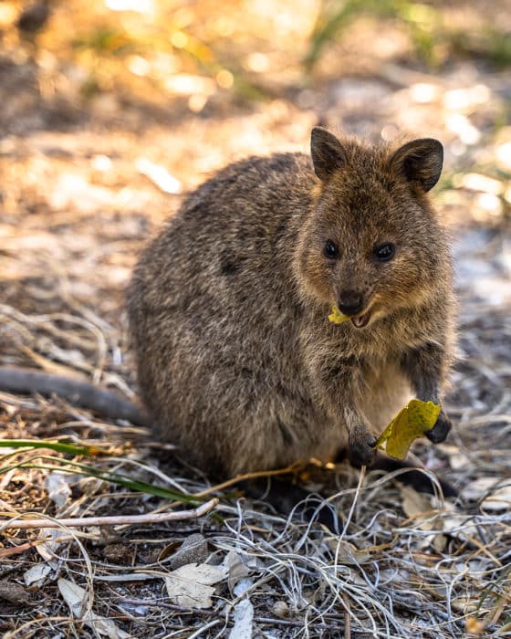 A quokka on Rottnest Island, WA