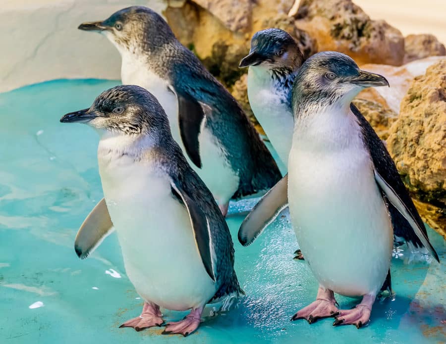 The Ultimate Five Day Perth Itinerary