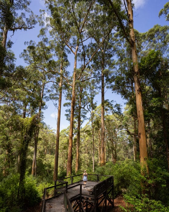Snake Gully Lookout