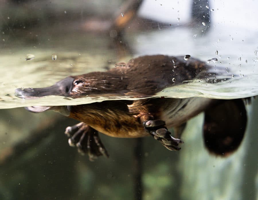 Platypus house tasmania