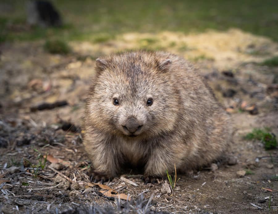 Wombats on Maria Island, Tasmania