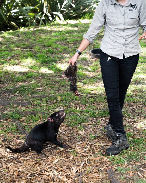 Watching the Tasmanian devil feeding at Eastcoast Nature World