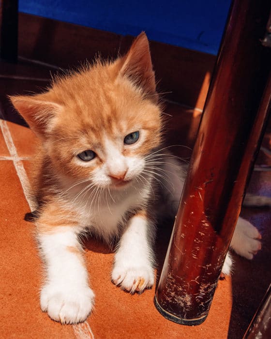 A cute kitten in Chefchaouen Morocco