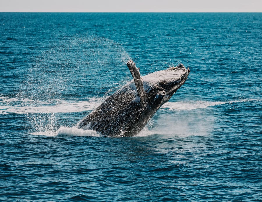 day trip from perth to busselton