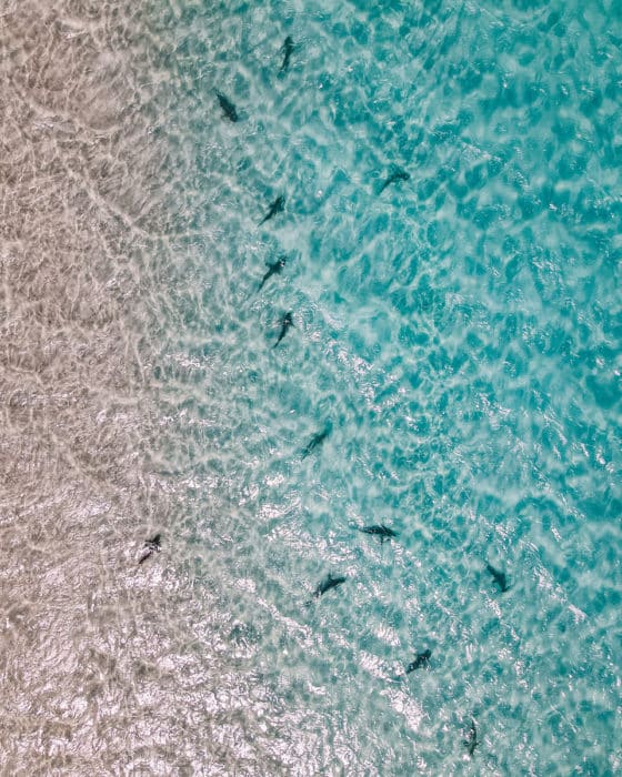 Reef sharks in Coral Bay Western Australia