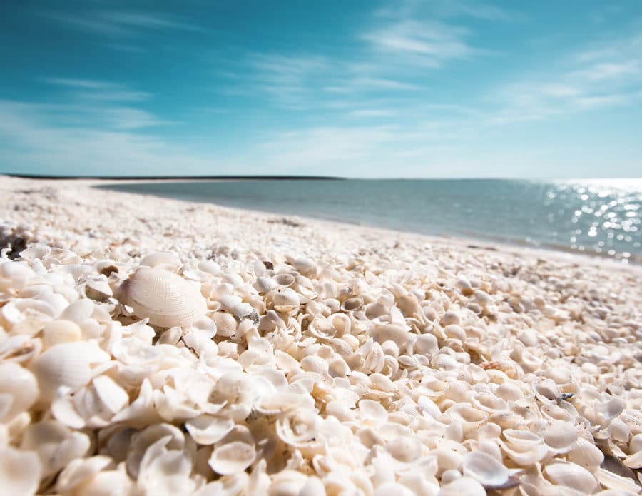 Things to do in Shark Bay