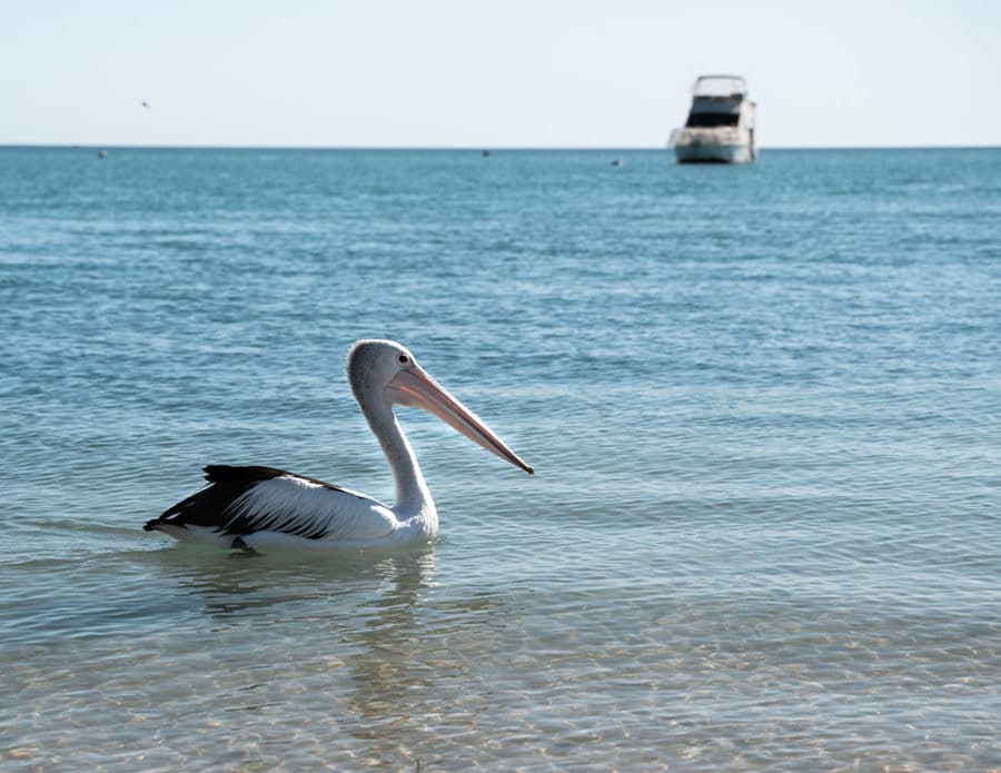 A pelican floats around Monkey Mia in Shark Bay