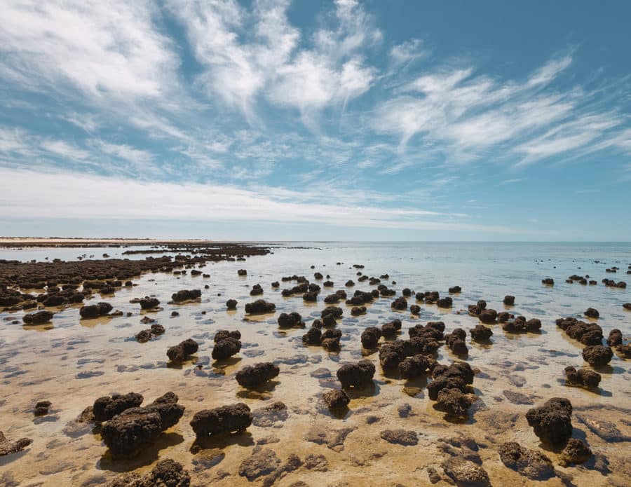 Visit the Stromatolites of Hamelin Pool when you're in Shark Bay