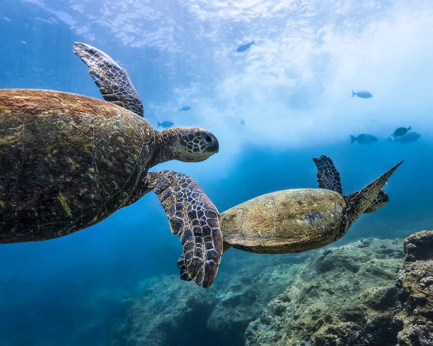 Snorkeling at Turtle Town - The Ultimate Maui Bucket List