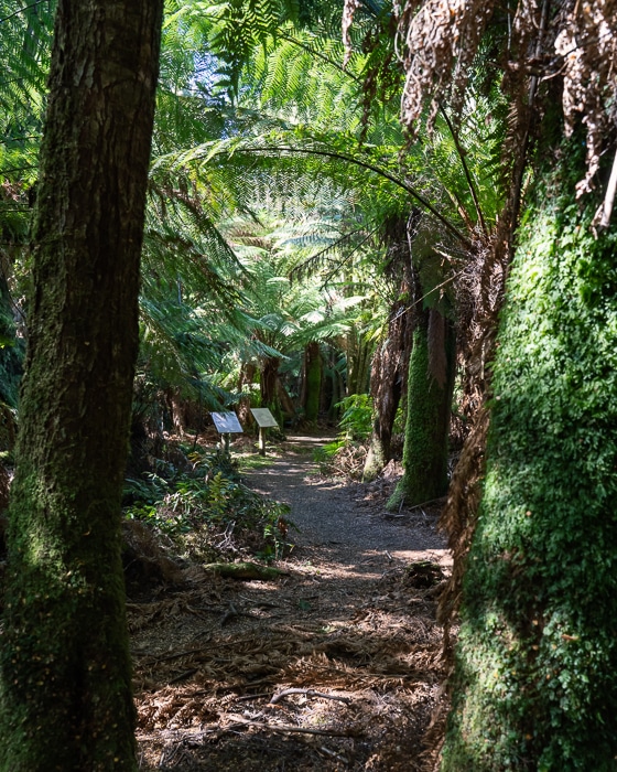 weldborough pass rainforest walk