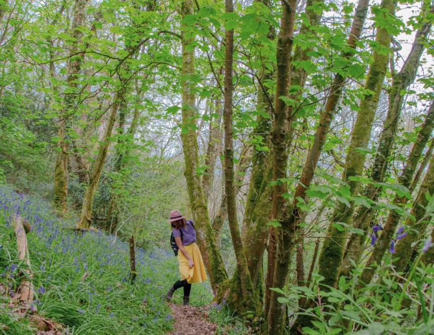 Wembury Woods in Devon