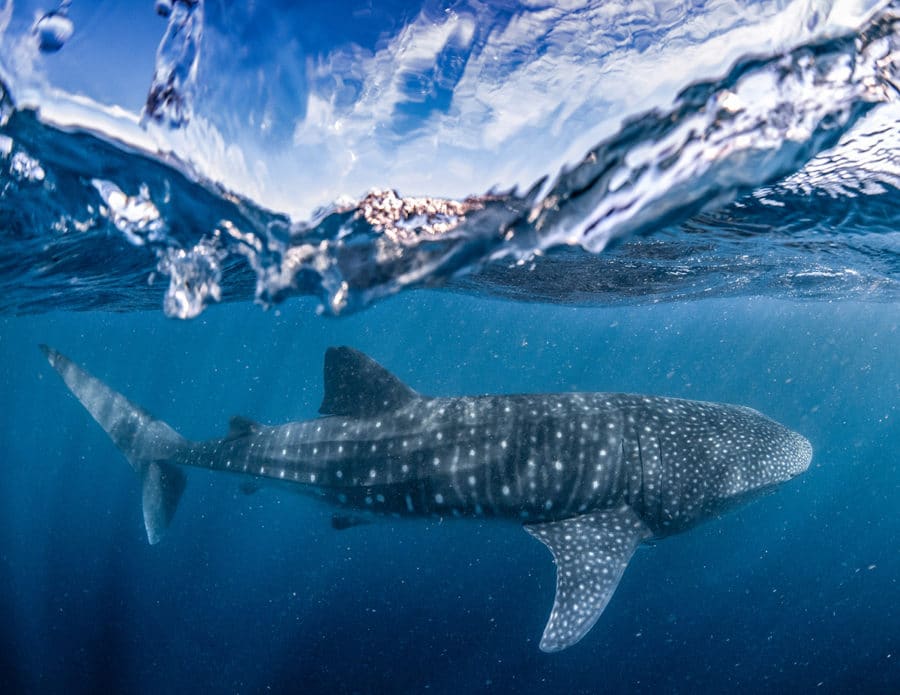 Swimming with whale sharks is one of the best things to do on your Perth to Exmouth Road Trip