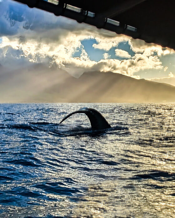 Whale Watching in Maui is great for photography