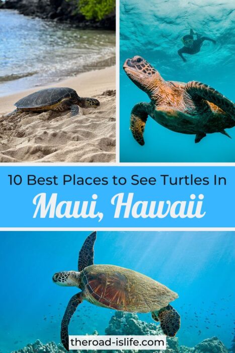 Best places to see turtles on Maui