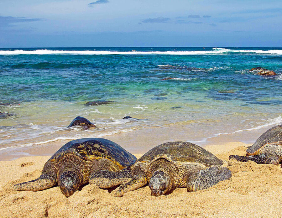 Where to see turtles in Maui