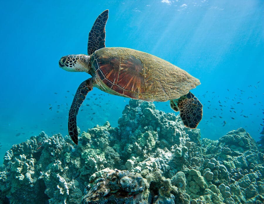 Best places to snorkel with turtles on Maui