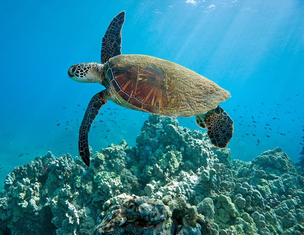 10 Best Places to See Turtles in Maui – On Land and In the Ocean