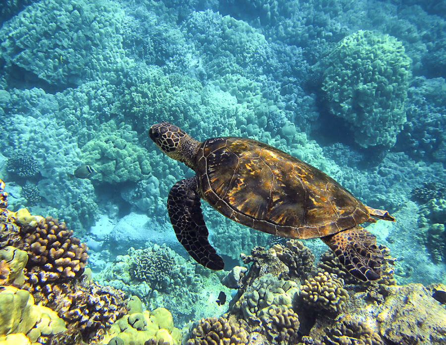 Where to see turtles in Maui