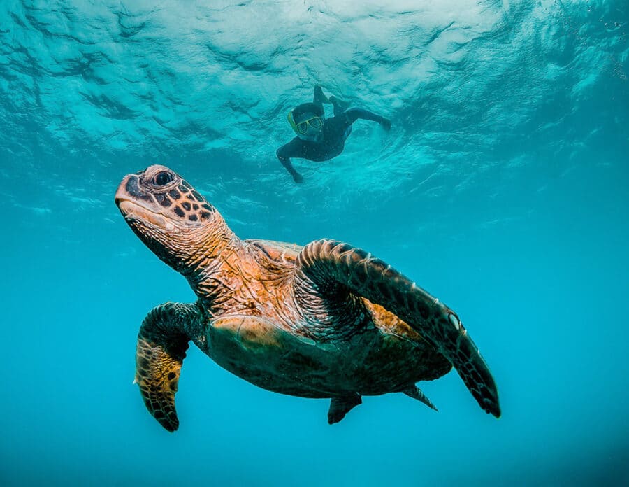 Swimming with Hawaiian Green Sea Turtles in Maui