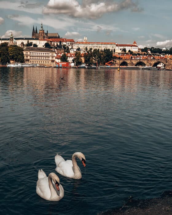 Swans on the Vltava River, Prague