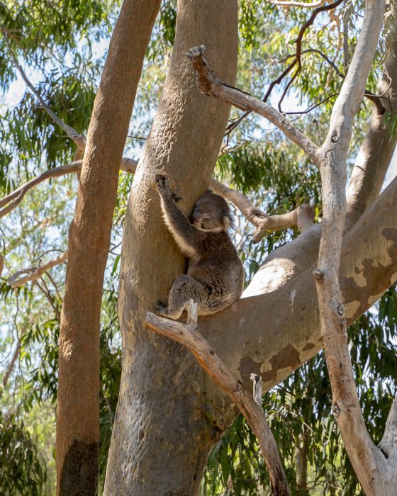 day trip from perth to lancelin
